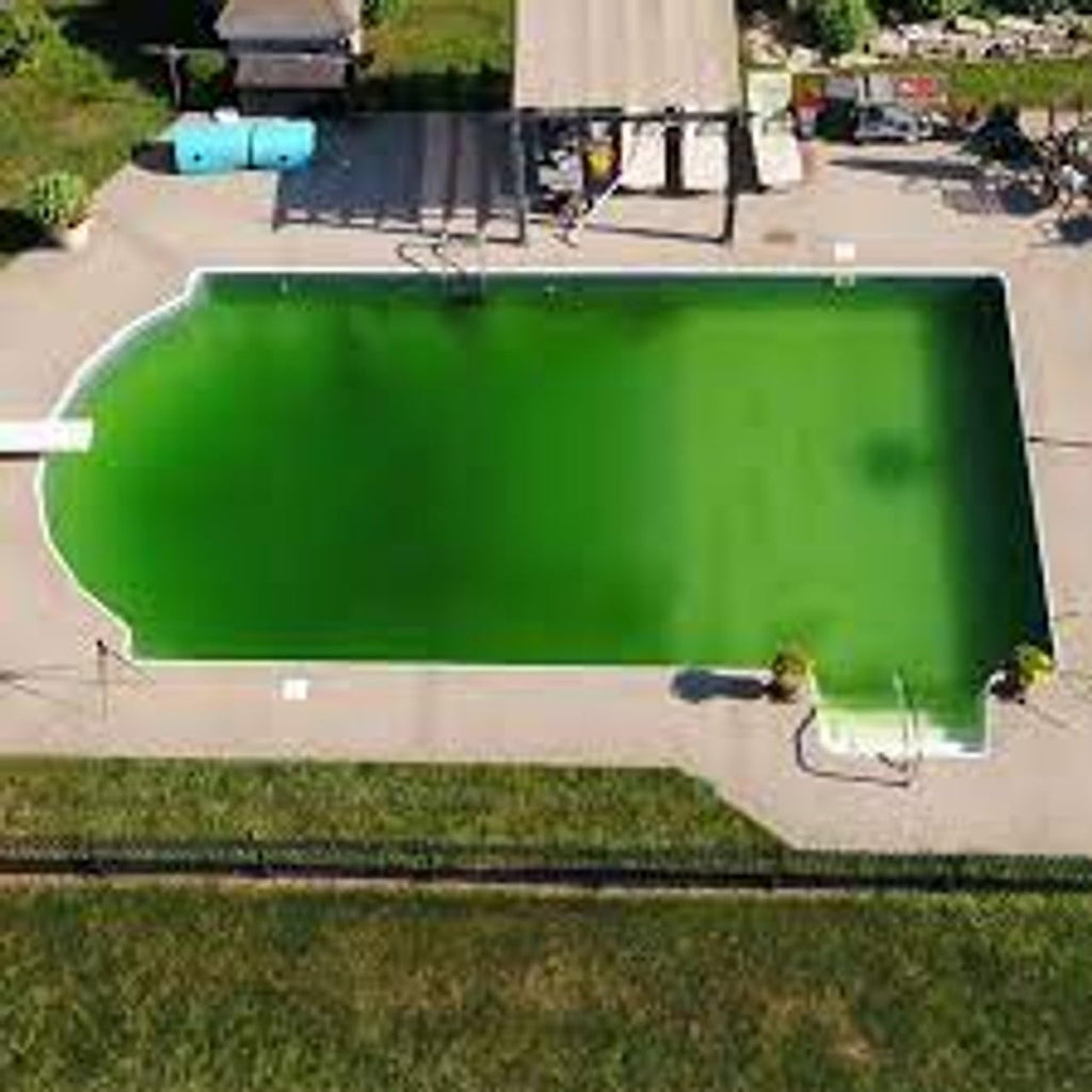 Yellow Out Swimming Pool Chlorine Shock Enhancing Treatment - 20 lbs, 24-Hour Algae Removal with My Garden Pool 20 Ct. Test Strips & Scum Sponge Flower Oil-Absorbing Sponge for Hot Tubs and Pools