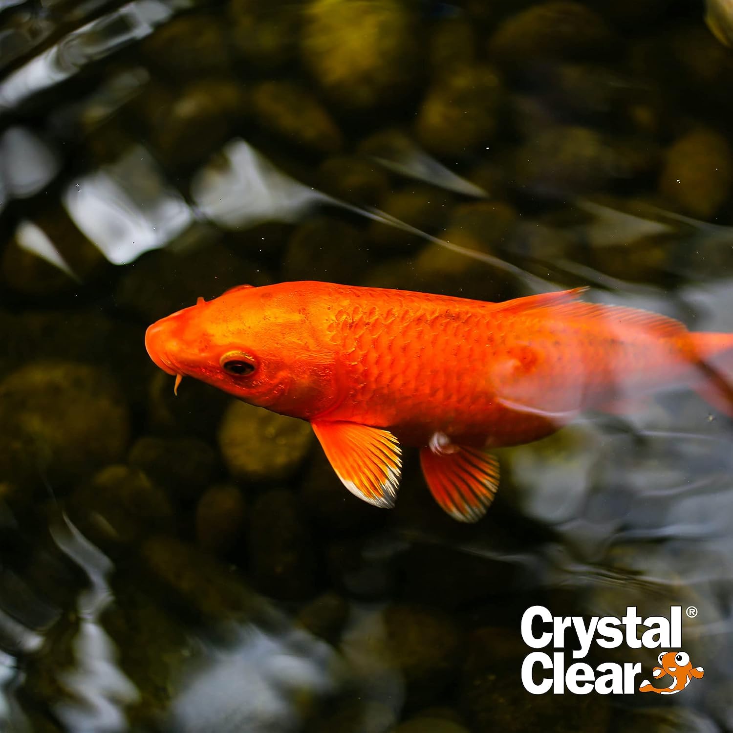 CrystalClear Algae D-Solv Pond Algae Control, Fast-Acting EPA Registered Algaecide, Use in Fountains & Outdoor Ponds Containing Koi & Other Fish, Treats 115,200 Gallons, 2.5 Gallons